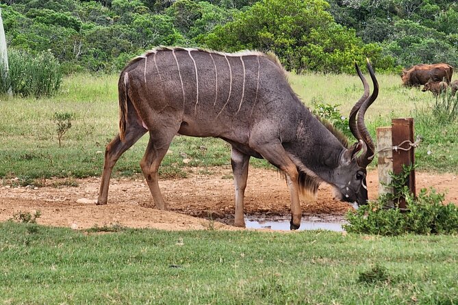 Full Day Addo Park Tours and Safari in South Africa - Exploring Addo Elephant Park