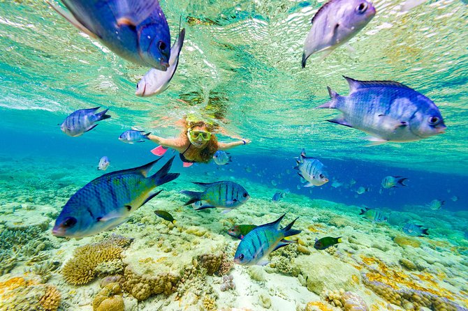 Full-Day Adventure: 4x4 Experience, Snorkeling Cruise, Sharks & Rays - Stunning Marine Encounters