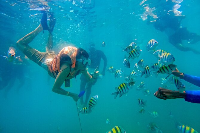 Full Day Adventure Isla Barú + Mangroves + Snorkeling + Bioluminescent Plankton - Inclusions and Amenities