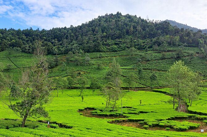 Full-Day Adventure: Tea Plantation & the Mystical Dieng Plateau - Authentic Experiences from Travelers
