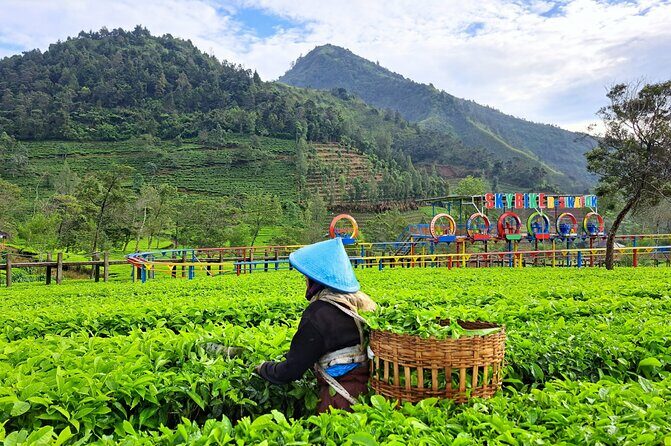 Full-Day Adventure: Tea Plantation & the Mystical Dieng Plateau - FAQ