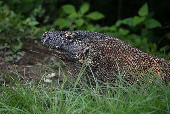 Full-Day Adventure Tour to Komodo Island With Join Speed Boat Tur - Booking and Cancellation