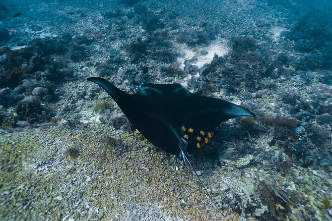 Full-Day Adventure Tour to Komodo Island With Join Speed Boat Tur - Suitability and Recommendations