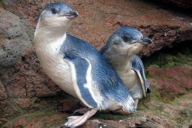 Full-Day Akaroa Tour With Penguins Safari and Wine Tasting - Inclusions