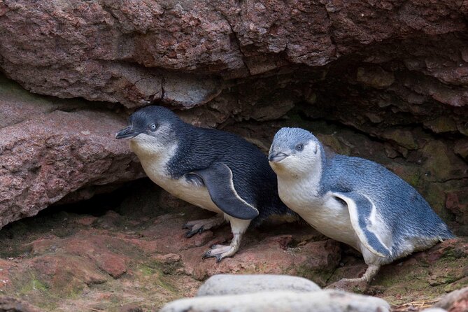 Full-Day Akaroa Tour With Penguins Safari and Wine Tasting - Pickup Information