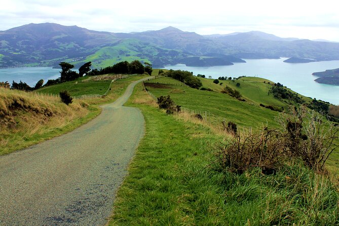 Full-Day Akaroa Tour With Penguins Safari and Wine Tasting - Penguin Conservation Efforts