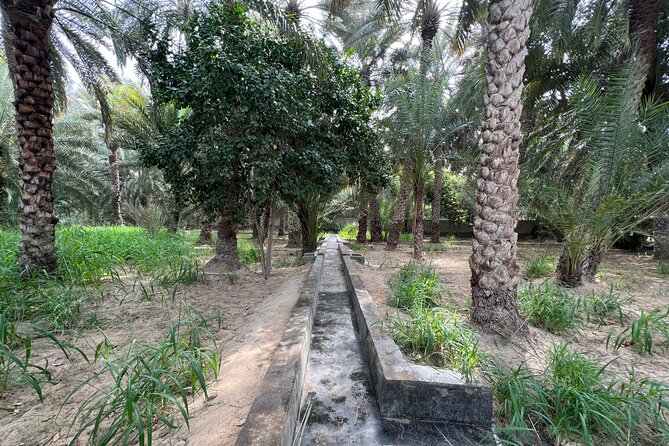 Full Day Al Ain City Tour With Lunch - Accessibility and Participation
