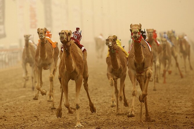 Full Day Al Ain Tour With Lunch From Dubai - Included and Excluded
