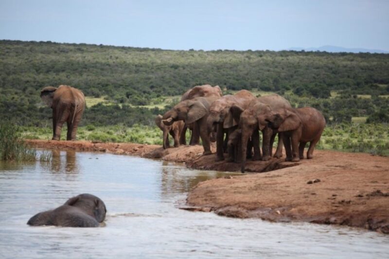 Full-Day All Inclusive Safari With Traditional Braai Lunch - Key Points