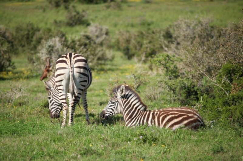 Full-Day All Inclusive Safari With Traditional Braai Lunch - Spotting the Big 5