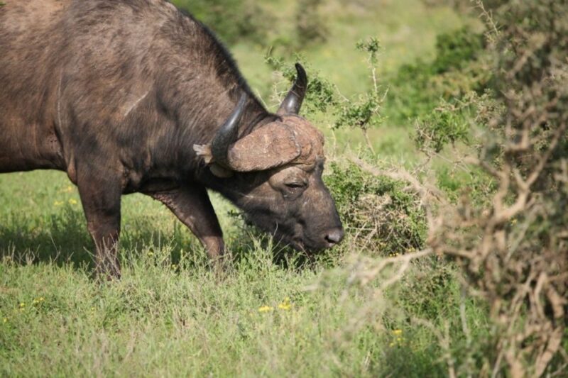 Full-Day All Inclusive Safari With Traditional Braai Lunch - Traditional South African Cuisine
