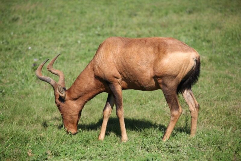 Full-Day All Inclusive Safari With Traditional Braai Lunch - Small-Group Safari Experience