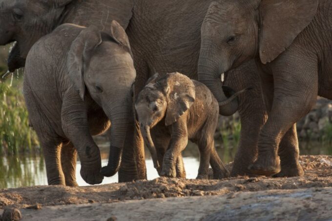 Full-Day All Inclusive Safari With Traditional Braai Lunch - Pickup and Drop-off Service