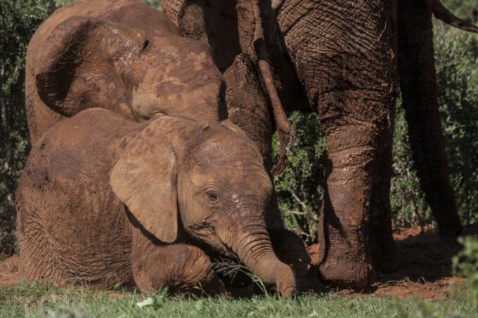Full-Day All Inclusive Safari With Traditional Braai Lunch - Beverages and Refreshments