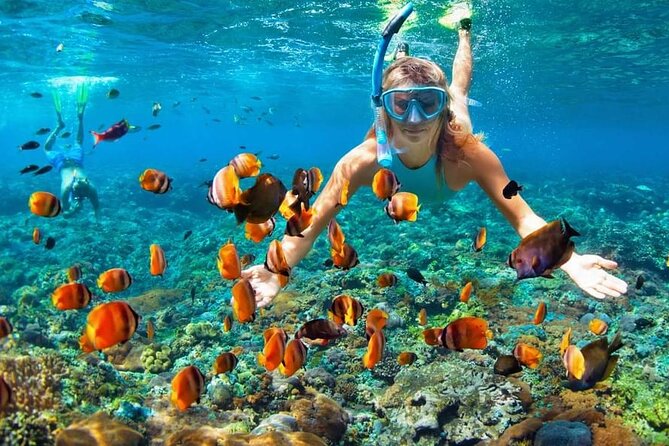 Full Day All Inclusive Sail & Snorkel With Turtles in Rose Island - Tour Overview
