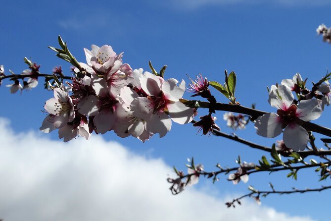 Full-Day Almond Blossom Trail in Tenerife - Key Points