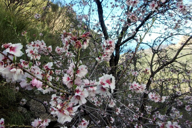 Full-Day Almond Blossom Trail in Tenerife - Hiking Experience