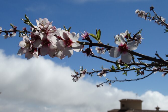 Full-Day Almond Blossom Trail in Tenerife - Reviews and Ratings