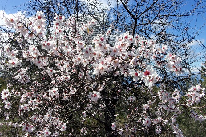 Full-Day Almond Blossom Trail in Tenerife - Preparation Recommendations
