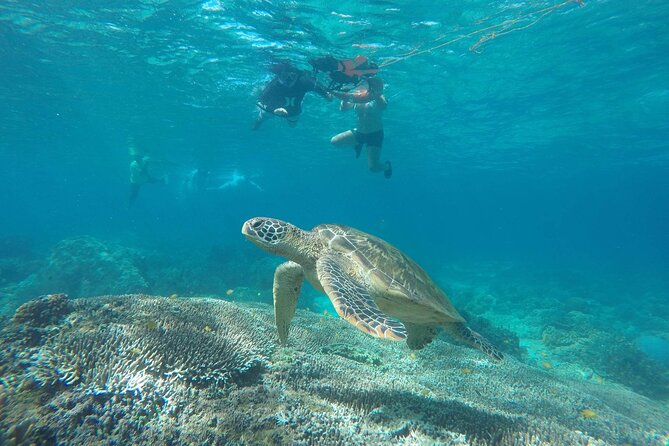 Full Day Apo Island Tour From Dumaguete - Key Points