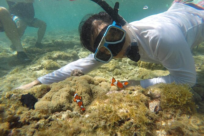 Full Day Apo Island Tour From Dumaguete - Pickup Information