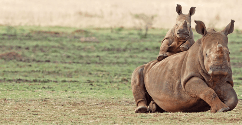 Full Day Aquila Safari (English) - Key Points
