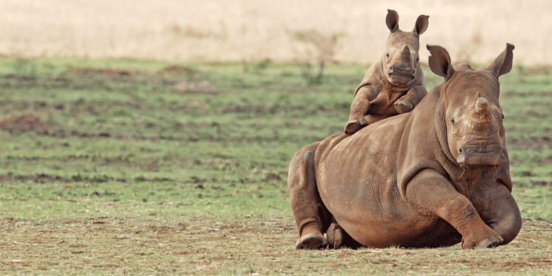 Full Day Aquila Safari (English) - About Aquila Reserve
