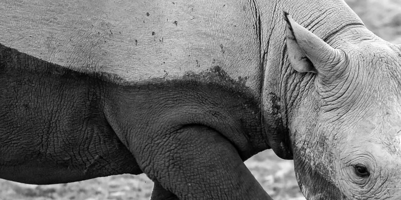 Full Day Aquila Safari (French) - Itinerary