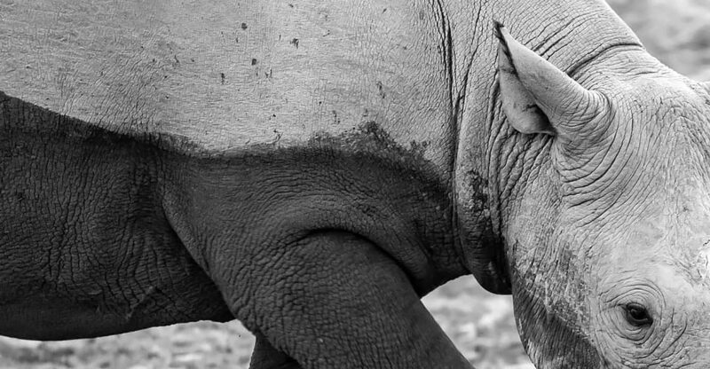 Full Day Aquila Safari (German) - Pricing and Booking Details