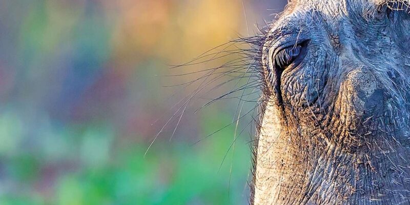 Full Day Aquila Safari (German) - Key Information About the Safari