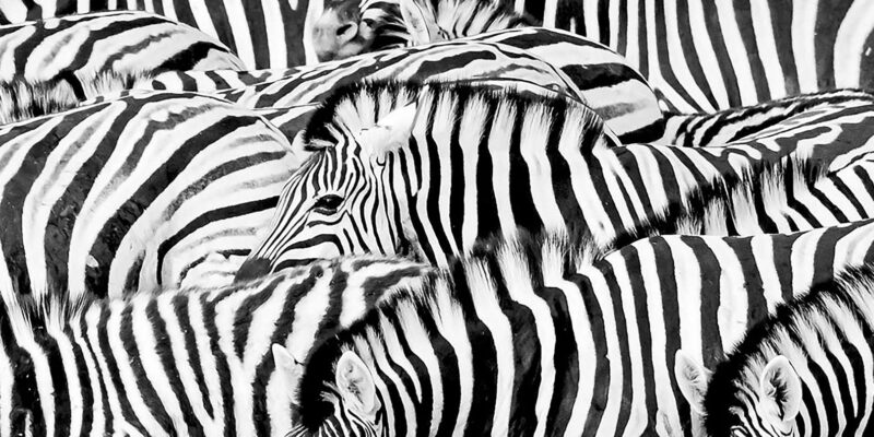Full Day Aquila Safari (Spanish) - Key Points