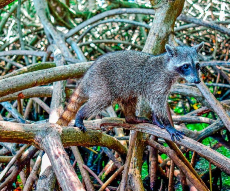 Full Day at Barú Island by Boat: Snorkel + Sunset + Plankton - Customer Reviews