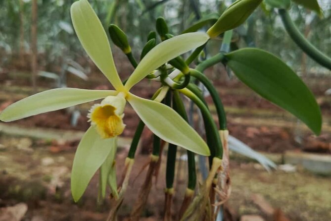 Full Day at Hacienda Cacaoymango and Vanilla Greenhouse. - Key Points