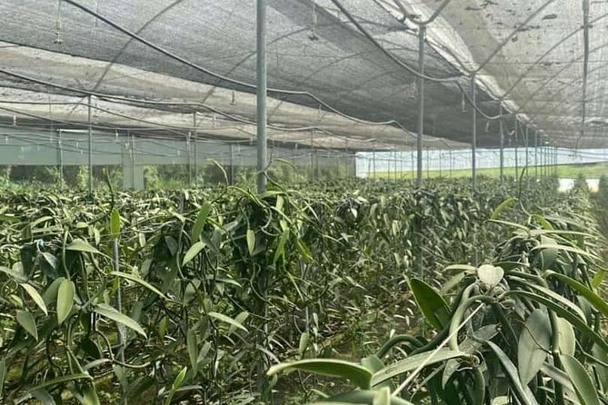 Full Day at Hacienda Cacaoymango and Vanilla Greenhouse. - Exploring the Cacao Production