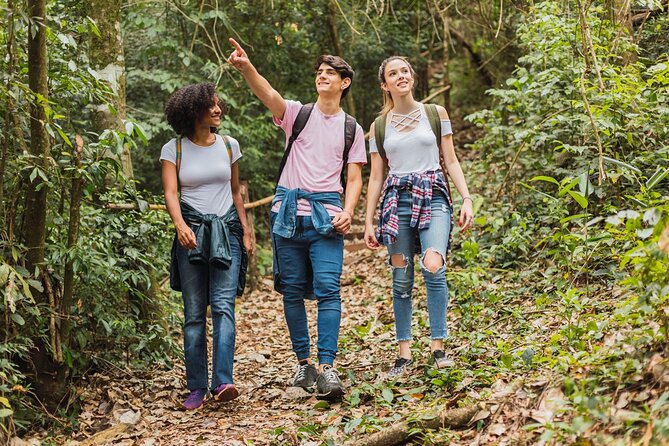 Full-day Auckland City & Rainforest Tour by Car - Meeting and Pickup