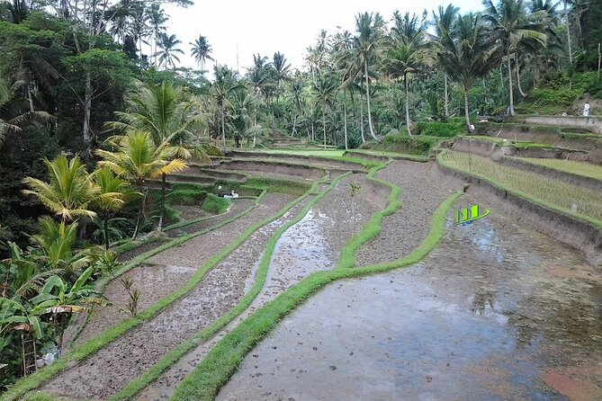 Full-Day Bali Island Tour Including Mt Batur And Sacred Monkey Forest Sanctuary - Customer Feedback