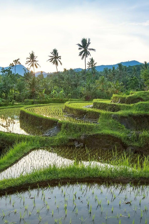 Full-Day Bali Tours With Iconic of Tanah Lot Temple - Pickup From Bali