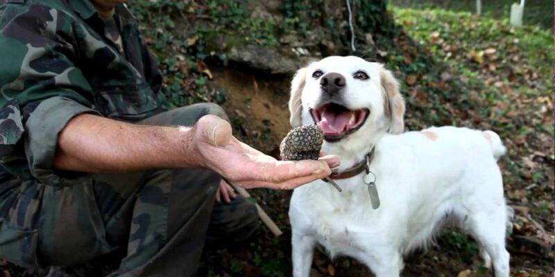 Full-Day Barbaresco Wine Tour With Truffle Hunting and Lunch - Truffle Appetizer and Lunch