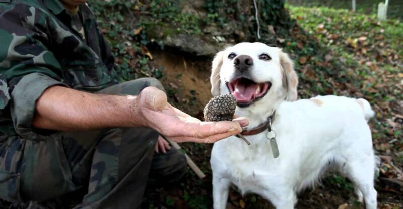 Full-Day Barbaresco Wine Tour With Truffle Hunting and Lunch - Gourmet Local Cuisine
