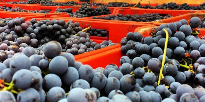 Full-Day Barbaresco Wine Tour With Truffle Hunting and Lunch - Wine Tasting Experience