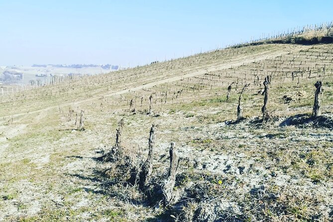 Full Day Barolo&Barbaresco Wine Tour From Milano With a Local Winemaker - Inclusions and Additional Information