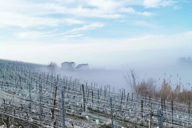 Full Day Barolo&Barbaresco Wine Tour From Milano With a Local Winemaker - Prestigious Piedmont Wines