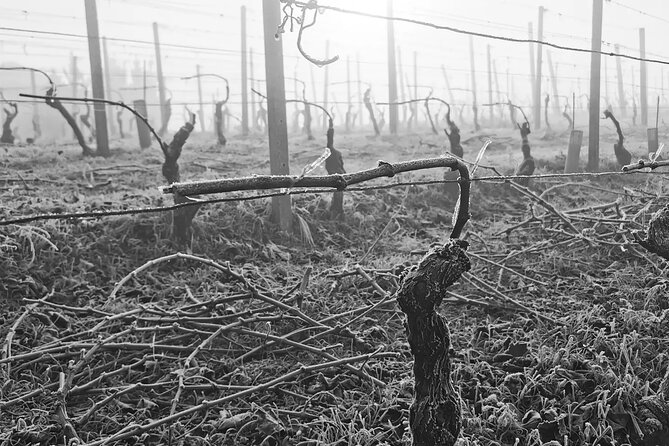 Full Day Barolo&Barbaresco Wine Tour From Milano With a Local Winemaker - Guided by Local Winemaker