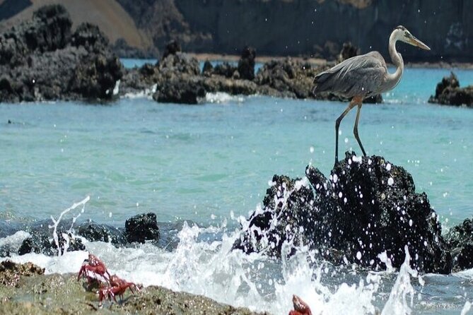 Full Day Bartolome Island & Sullivan Bay - Customer Feedback