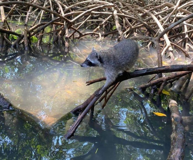 Full Day Barú Island: Mangrove +Snorkel + Sunset + Plankton - Itinerary Highlights