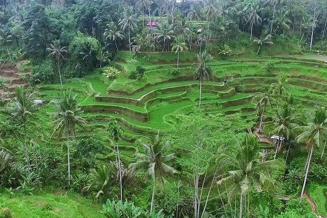 Full Day Best of Bali Volcano Tour Review - Highlights of the Tour