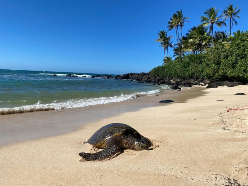 Full Day Best of Oahu Sightseeing Tour - Experience and Cultural Insights