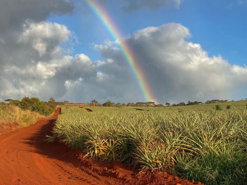 Full Day Best of Oahu Sightseeing Tour - Customer Feedback