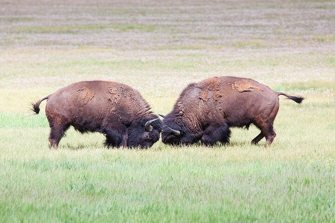 Full Day Best Of Yellowstone National Park Tour From Big Sky - Meeting Point and Start Time