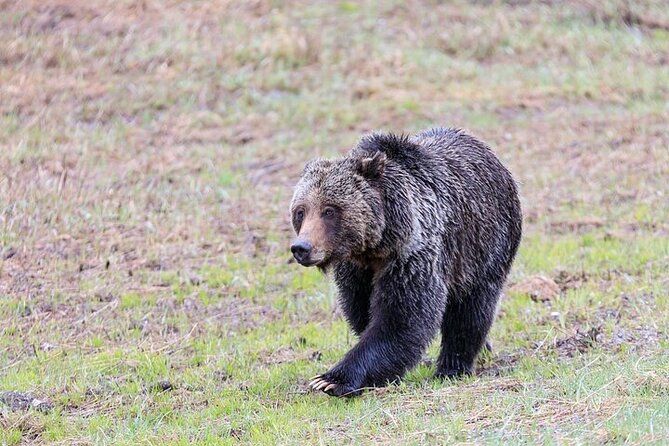 Full Day Best Of Yellowstone National Park Tour From Big Sky - Additional Considerations